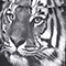 ZÜCA Tiger Sport Rolling Bag